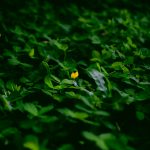 Nghị quyết Đại hội đồng cổ đông thường niên năm 2026 Công ty cổ phần Thông tin tín hiệu Đường sắt Sài Gòn